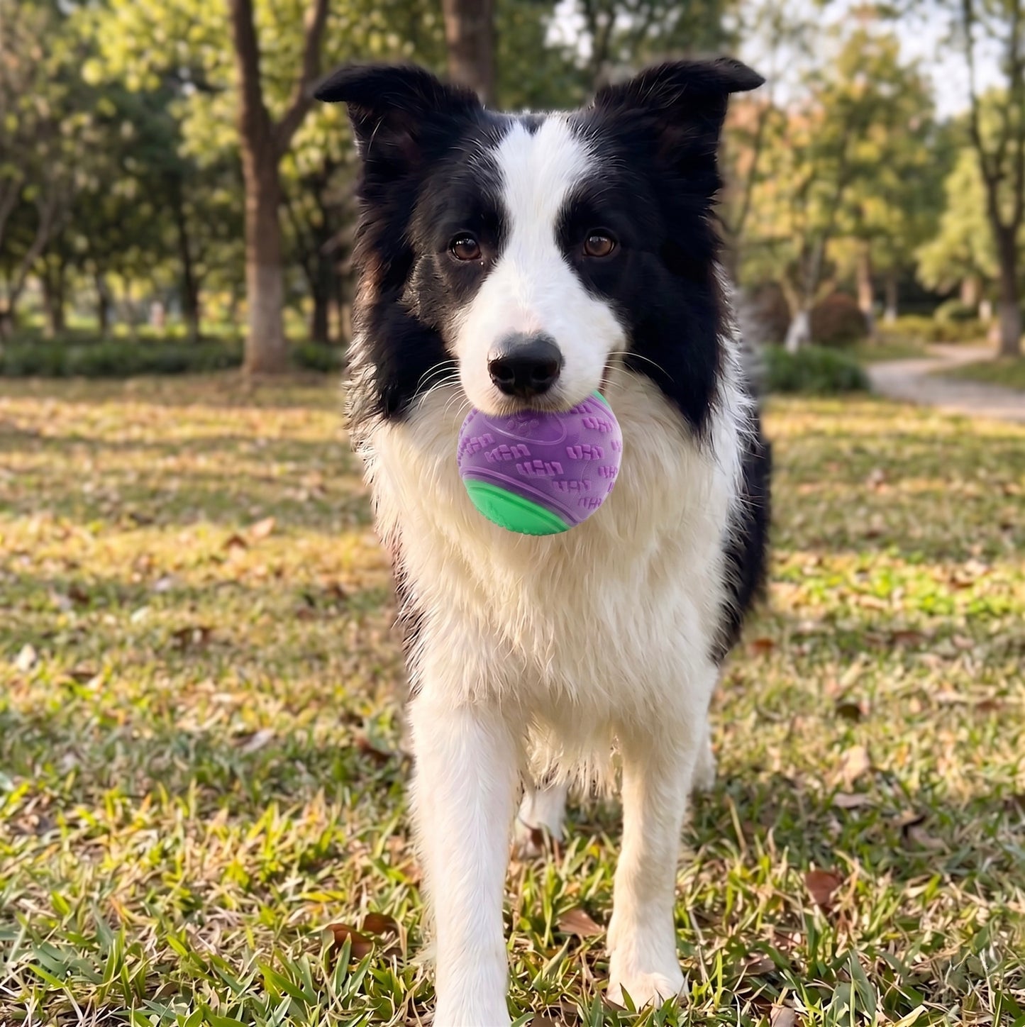Bounce Bandit